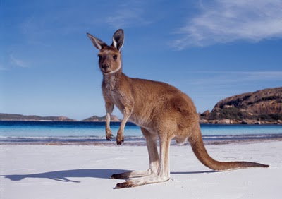 Australia Day 26th January 2016